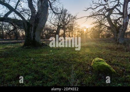 Tramonto da vecchi maestosi alberi di quercia in una riserva naturale Sull'isola svedese Oland Foto Stock