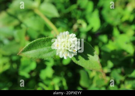 Closeup un bianco Globe Amaranth fiore alla luce del sole Foto Stock