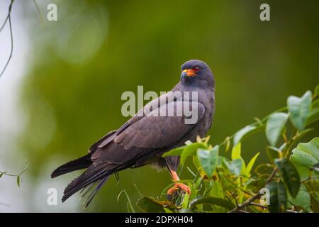 Lumaca Kite, Rostrhamus sociabilis, in un albero accanto al lago Gatun, il parco nazionale Soberania, la provincia di Colon, Repubblica di Panama. Foto Stock