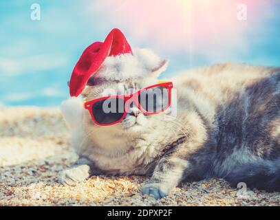 Gatto che indossa cappello di Santa e occhiali da sole sdraiati sulla spiaggia Foto Stock