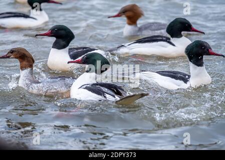 Uccelli acquatici che nuotano in direzioni opposte in acqua. Merganser comune. Goosander Eurasian. Mergus merganser. Foto Stock