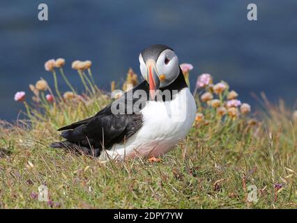 Puffin, Papageitaucher, Islanda, Isola Foto Stock