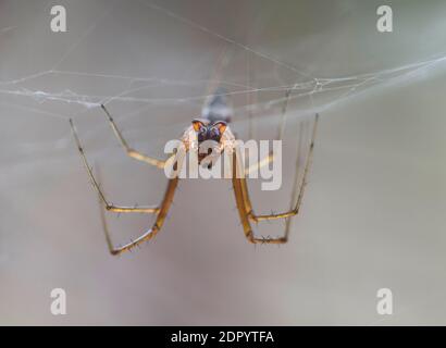 Vista frontale di un maschio del ragno comune a baldacchino (Linyphia triangularis), Wallis, Svizzera Foto Stock