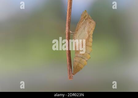 Coda di rondine (Papilio machaon), marionetta pupale appesa al ramo, Germania Foto Stock