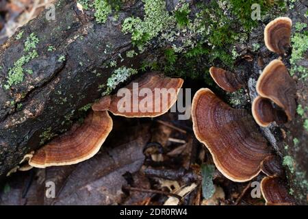 Il Fungo e muschio che crescono su un log in marcio la foresta Foto Stock