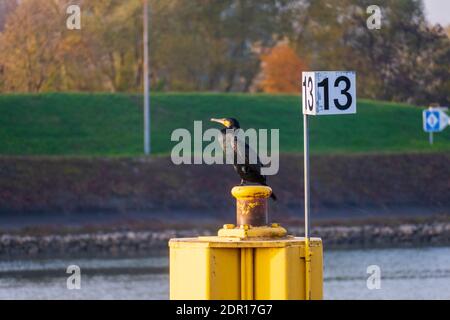 Kormoran sitzt auf einer Boje, an einer Anlegestelle am Rhein Foto Stock