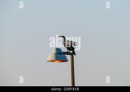 Kormoran sitzt auf einer Lampe, und Blickt auf den Rhein Foto Stock