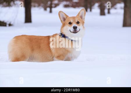 Cane rosso gallese Corgi Pembroke razza su una passeggiata in l'inverno nel parco sorridente Foto Stock