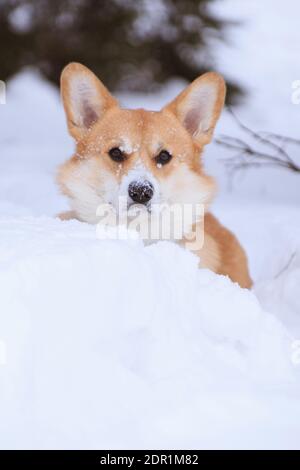 Gallese corgi pembroke cane rosso in una passeggiata invernale in il parco si sbirta da dietro una deriva da neve Foto Stock