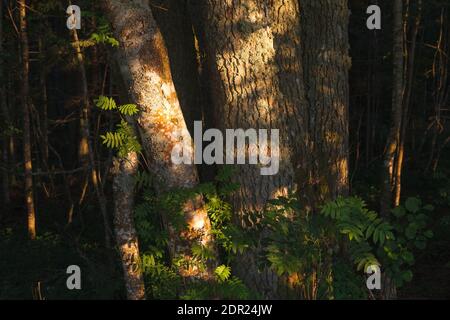 I raggi del tramonto illuminano l'ambiente forestale. Rami e tronchi di alberi, erba e cespugli. Foto Stock