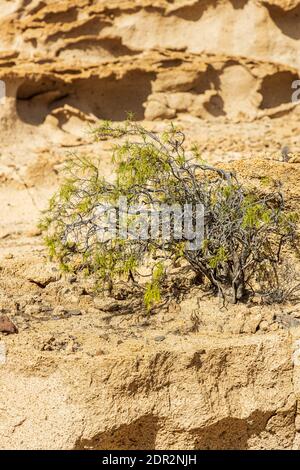 Paesaggio lunare, depositi vulcanici erosi dal vento e dalla pioggia nel barranco de las monjas in un giorno con luci drammatiche a Granadilla, Tenerife, Cana Foto Stock