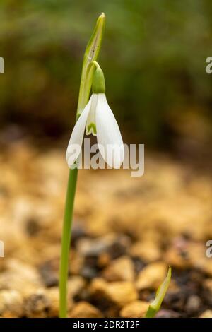 Galanthus Reginae-Olgae delicatamente fiorire in un ambiente giardino, colore autunno (autunno) Foto Stock