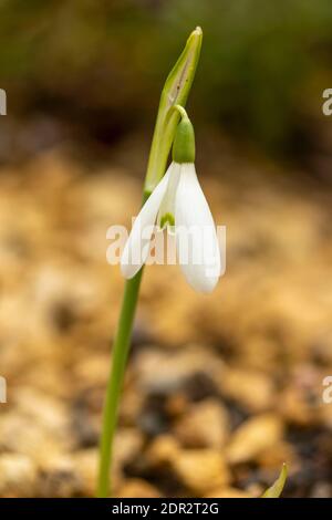 Galanthus Reginae-Olgae delicatamente fiorire in un ambiente giardino, colore autunno (autunno) Foto Stock