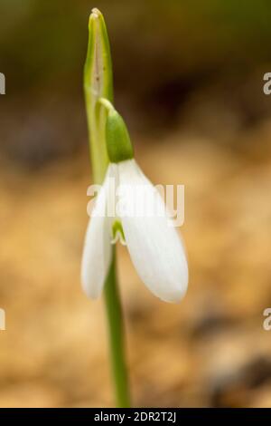 Galanthus Reginae-Olgae delicatamente fiorire in un ambiente giardino, colore autunno (autunno) Foto Stock