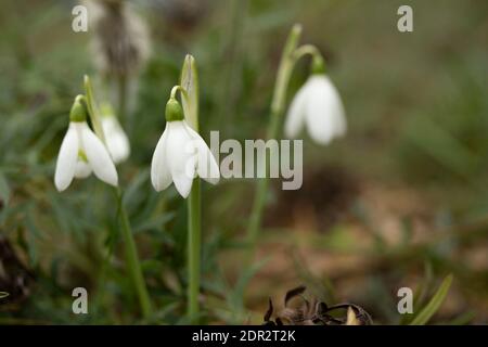 Galanthus Reginae-Olgae delicatamente fiorire in un ambiente giardino, colore autunno (autunno) Foto Stock