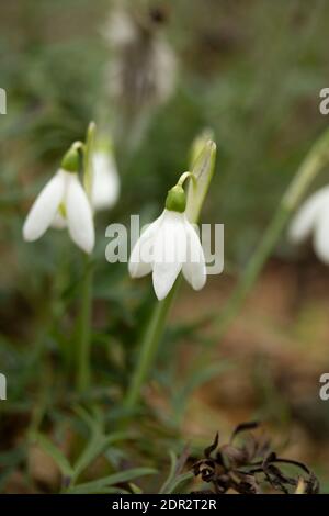 Galanthus Reginae-Olgae delicatamente fiorire in un ambiente giardino, colore autunno (autunno) Foto Stock