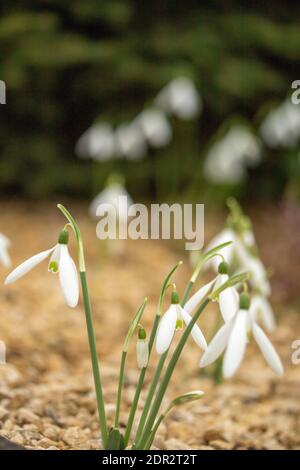 Galanthus Reginae-Olgae delicatamente fiorire in un ambiente giardino, colore autunno (autunno) Foto Stock