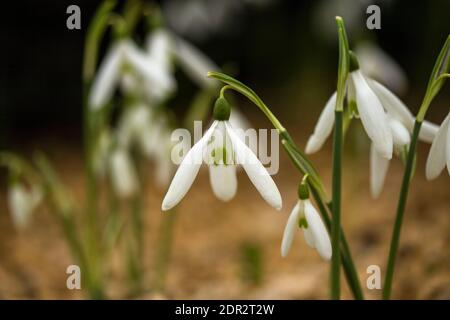 Galanthus Reginae-Olgae delicatamente fiorire in un ambiente giardino, colore autunno (autunno) Foto Stock