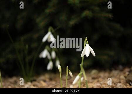 Galanthus Reginae-Olgae delicatamente fiorire in un ambiente giardino, colore autunno (autunno) Foto Stock