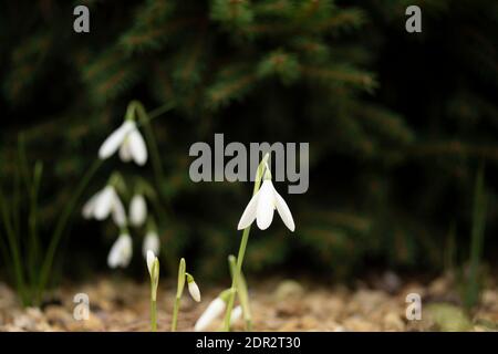 Galanthus Reginae-Olgae delicatamente fiorire in un ambiente giardino, colore autunno (autunno) Foto Stock