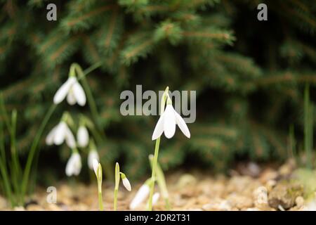 Galanthus Reginae-Olgae delicatamente fiorire in un ambiente giardino, colore autunno (autunno) Foto Stock