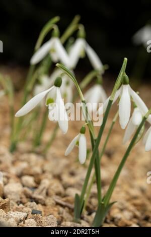 Galanthus Reginae-Olgae delicatamente fiorire in un ambiente giardino, colore autunno (autunno) Foto Stock