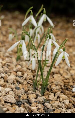 Galanthus Reginae-Olgae delicatamente fiorire in un ambiente giardino, colore autunno (autunno) Foto Stock