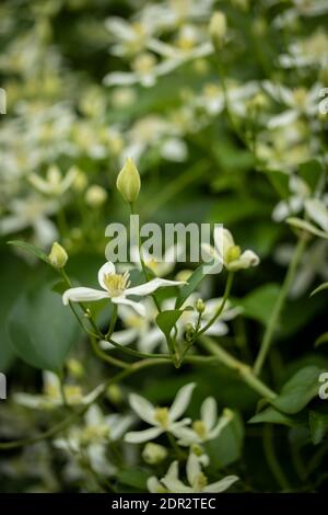Clematis Terniflora fioritura in massa nel tardo autunno, giardino naturale pianta ritratto Foto Stock