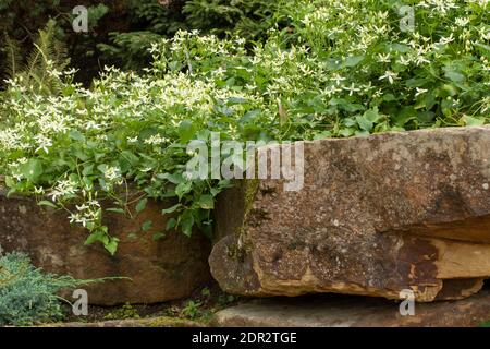 Clematis Terniflora fioritura in massa nel tardo autunno, giardino naturale pianta ritratto Foto Stock
