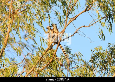 Limur a coda d'anello (catta di Lemur) che si nutre nell'albero di eucalipto, riserva di Berenty, Madagascar Foto Stock