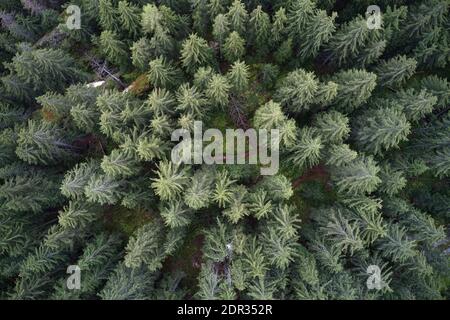 Veduta aerea del drone di un paesaggio montano vecchio bosco di pini con un sentiero tortuoso attraverso di esso. Foto Stock
