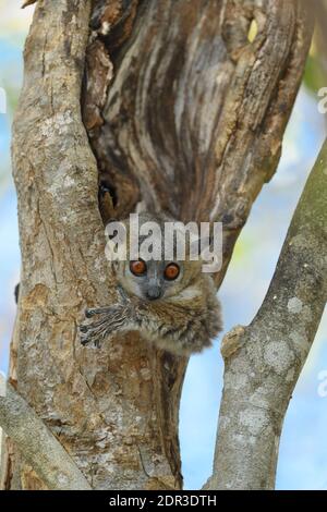 Lemure sportivo dal piede bianco (Lepilemur leucous), Riserva di Berenty, Madagascar Foto Stock