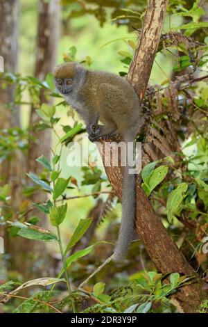 Lemure di bambù orientale o grigio (Hapalemur griseus), Isola di Lemur, Madagascar. In cattività Foto Stock
