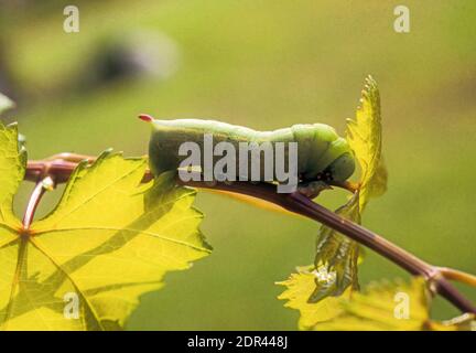 Larva di Theretra alecto, falce Levant, Foto Stock