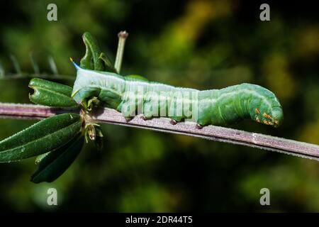 Larva di Theretra alecto, falce Levant, Foto Stock