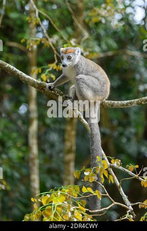 Femmina incoronato lemur (Eulemur coronatus), Palmarium Reserve, Madagascar Foto Stock