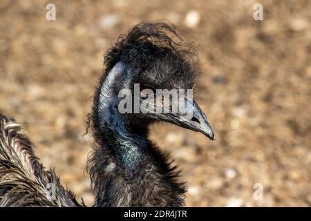 Gli struzzo sono gli uccelli più leggeri e quelli più veloci sulla terra Foto Stock