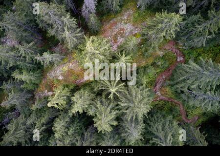 Veduta aerea del drone di un paesaggio montano vecchio bosco di pini con un sentiero tortuoso attraverso di esso. Foto Stock