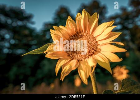 Primo piano di un singolo girasole colorato in sole Foto Stock