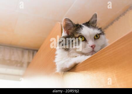 Un gatto domestico bianco e soffice si trova su un letto in una stanza e guarda in avanti, circondato da luce Foto Stock