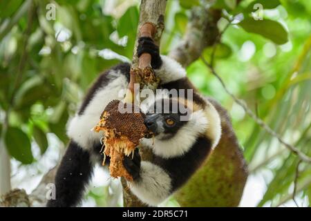 Lemure nero e bianco (varecia variegata) che si nutrono di jackfruit (Artocarpus eterophyllus), riserva di Palmarium, Madagascar. Jackfruit è nativo Foto Stock