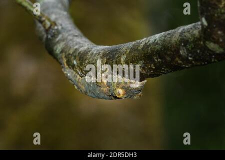 Gecko con coda di foglie di muschio (Uroplatus sikorae), Parco Nazionale di Ranomafana, Madagascar Foto Stock