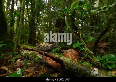 Camaleonte con coda di rondine (Brookesia superciliaris), Parco Nazionale di Ranomafana, Madagascar Foto Stock