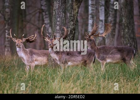 Duelmen, NRW, Germania. 20 dicembre 2020. Tre daini (dama dama) maschi (bucks) stare insieme, dopo aver sepolto i loro covoni di stagione rutting. I gruppi di cervi si stringono più da vicino nel bosco, mentre il tempo dell'enca diventa più freddo e meno piacevole. Credit: Imageplotter/Alamy Live News Foto Stock