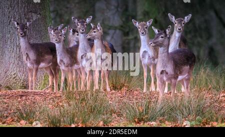 Duelmen, NRW, Germania. 20 dicembre 2020. Allow cervi (dama dama) le femmine (fa) si stringono strettamente nel bosco come il tempo dell'enca diventa più freddo e meno piacevole. Credit: Imageplotter/Alamy Live News Foto Stock