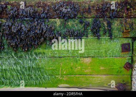 Trama di sfondo di alghe marine sulla costa inglese di Walton Sul Naze Foto Stock