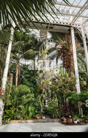 Il giardino delle palme di Sefton Park Liverpool. Merseyide Nord Ovest Inghilterra. Foto Stock