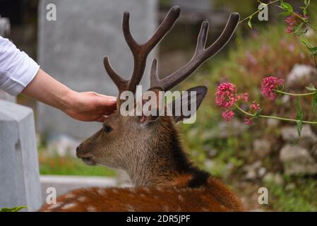 La donna che accarezza carini giovani cervi nel Parco Nazionale di Killarney, vicino alla città di Killarney, contea di Kerry, Irlanda Foto Stock