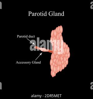 Ghiandola salivare parotide. La struttura della ghiandola salivare parotide. Illustrazione vettoriale su sfondo isolato Illustrazione Vettoriale