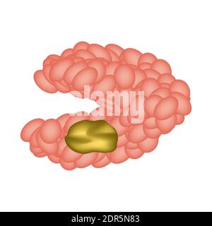 Cisti della ghiandola salivare submandibolare. La struttura della ghiandola salivare submandibolare. Illustrazione vettoriale su sfondo isolato Illustrazione Vettoriale